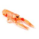 prodotto