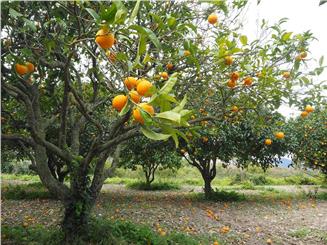 Gli agrumi nella cucina del Sud