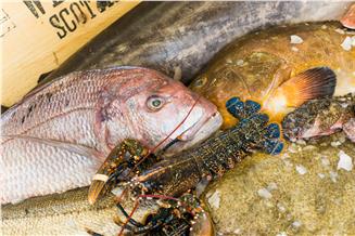 Il pescato fresco e surgelato per la ristorazione di qualità