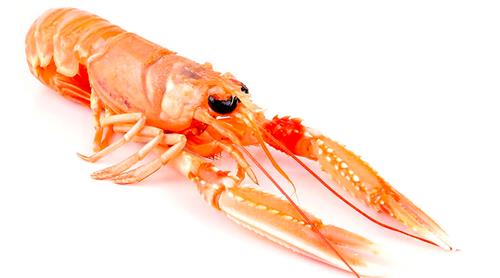 prodotto