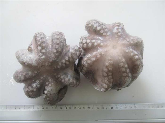 POLPI INDOPACIFICO 500/1000 IQF CONGELATO OCTOPUS CYANEA Z/FAO 71