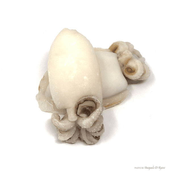 SEPPIA SENAGAL 100/200 CIUFFO SPORCO IQF SURGELATO VALKYRIA SEPIA OFFICINALIS Z/FAO 34