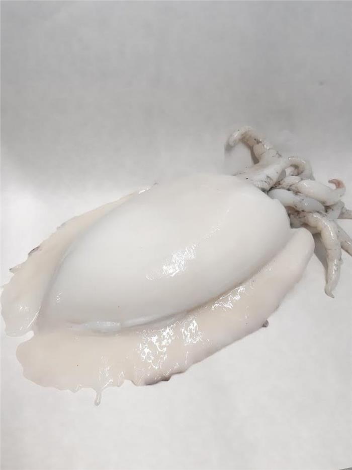 SEPPIA LAVORAZIONE TIPO CHIOGGIA 1000/2000 IQF CONGELATO SEPIA OFFICINALIS CTC Z/FAO 27