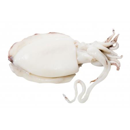 SEPPIA LAVORAZIONE TIPO CHIOGGIA 500/1000 IQF CONGELATO SEPIA OFFICINALIS CTC Z/FAO 27