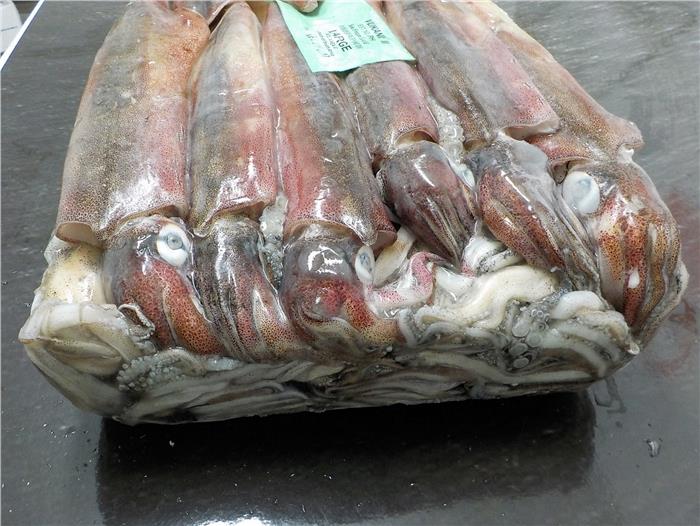 CALAMARO ATLANTICO SUD AFRICA (S) 14/18CM BLOCCO LOLIGO REYNAUDII Z/FAO 47